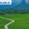 Pemandangan Indah Sawah di Kecamatan Cariu, Kabupaten Bogor