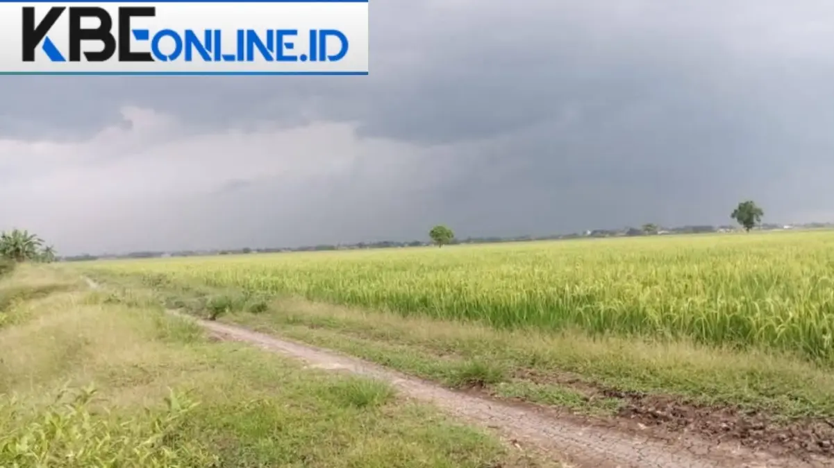 Namanya Sukatani Apakah Warganya Suka Bertani? Ini Potret Sukatani Bekasi Sekarang Sawah di Kecamatan Sukatani