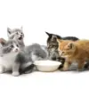 Ilustrasi Kucing Kecil