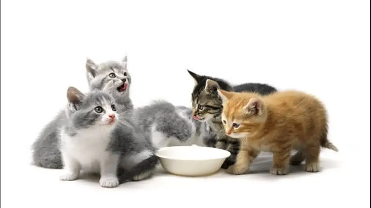 Ilustrasi Kucing Kecil