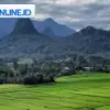 Sawah Korod Cariu Bogor