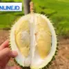Durian Asli Jonggol
