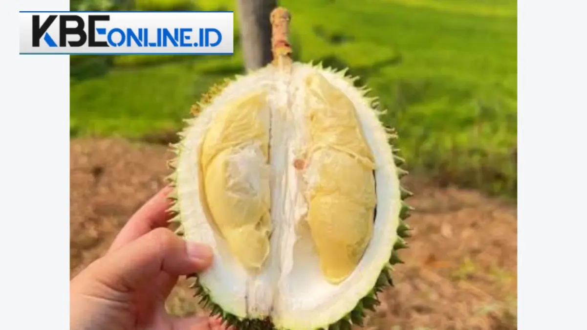 Durian Asli Jonggol