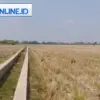 Kekeringan sawah musim kemarau