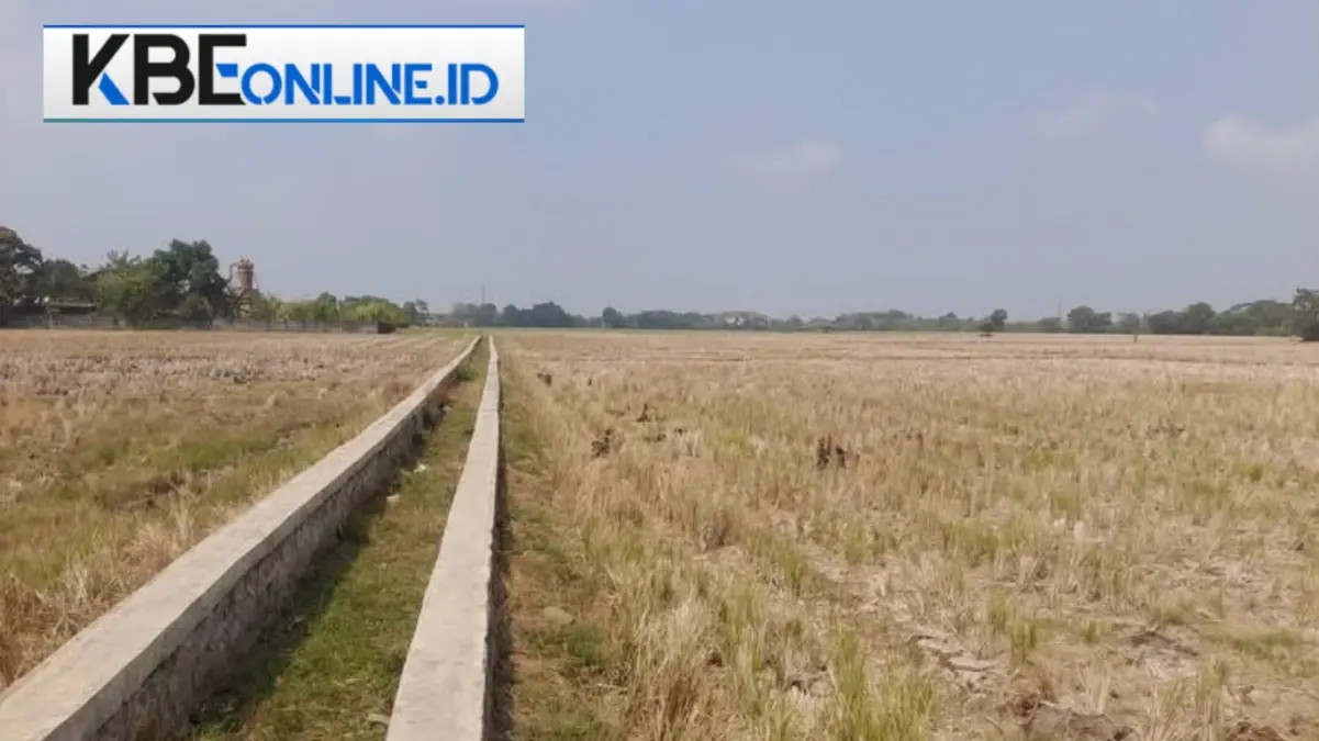 Kekeringan sawah musim kemarau