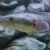 Manfaat Ikan Gabus yang Jarang Diketahui