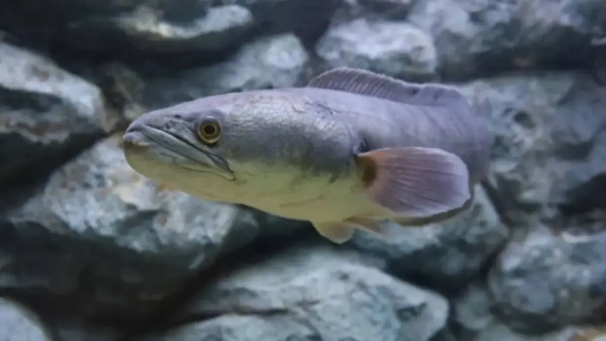 Manfaat Ikan Gabus yang Jarang Diketahui