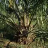 Aktivitas perkebunan kelapa sawit