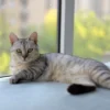 Grooming rutin membantu menjaga bulu tetap bersih, rapi dan nyaman bagi kucing.