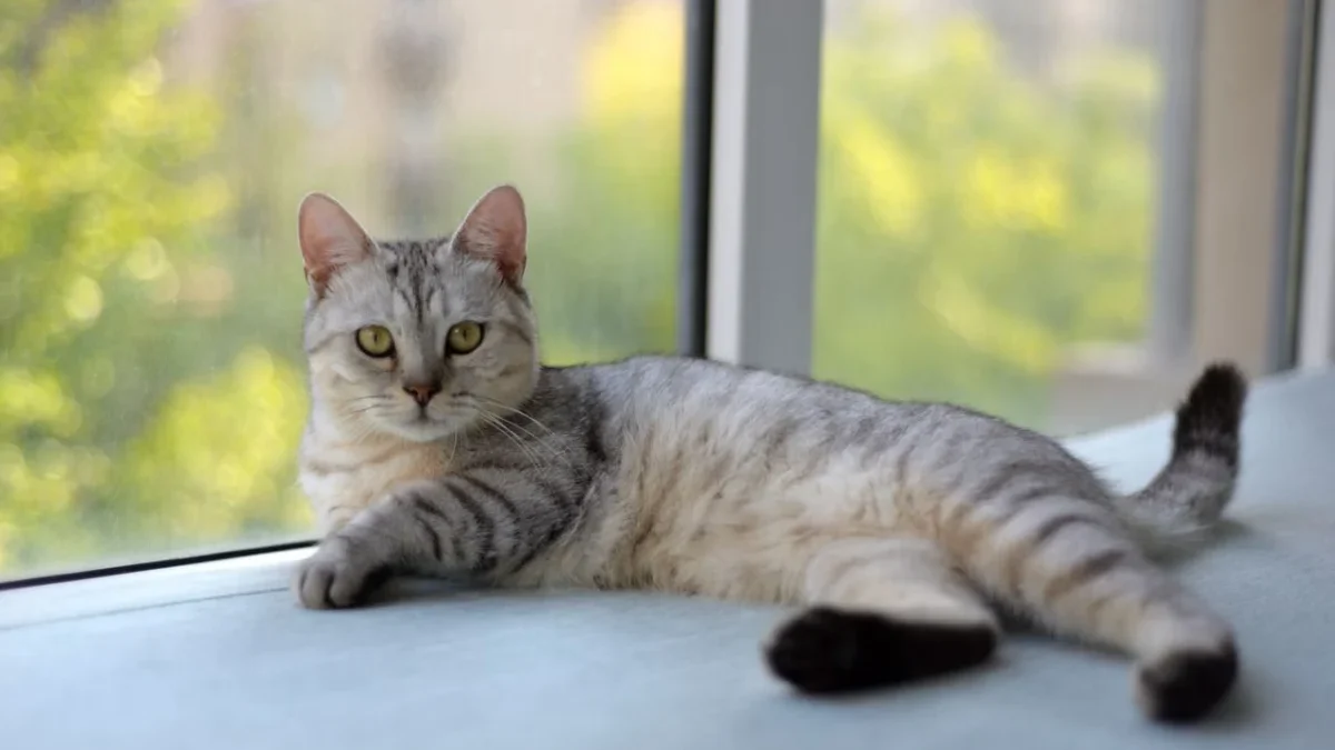 Bulu Kucing Sering Kusut? Ini 10 Cara Menyisir yang Benar agar Tetap Halus dan Rapi Grooming rutin membantu menjaga bulu tetap bersih, rapi dan nyaman bagi kucing.